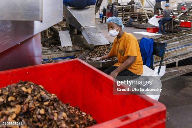 At the Benin KAJU fabric, workers select, separate, clean and pack cashew nuts in a production hall on March 07, 2024 in Glo-Djigbe, Benin.