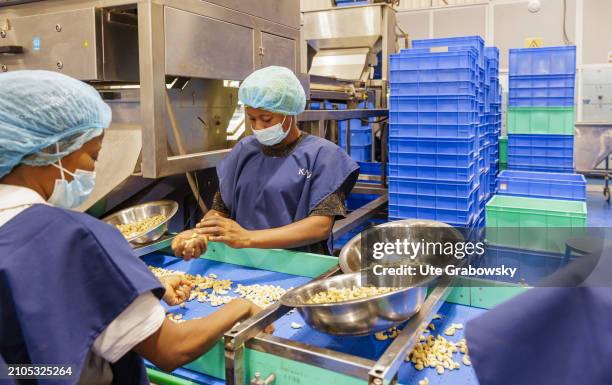 At the Benin KAJU fabric, workers select, separate, clean and pack cashew nuts in a production hall on March 07, 2024 in Glo-Djigbe, Benin.