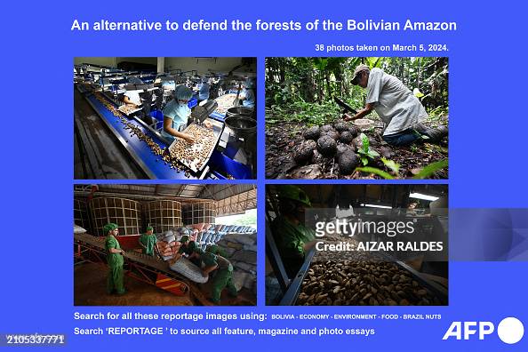BOLIVIA-ECONOMY-ENVIRONMENT-FOOD-BRAZIL NUTS-REPORTAGE