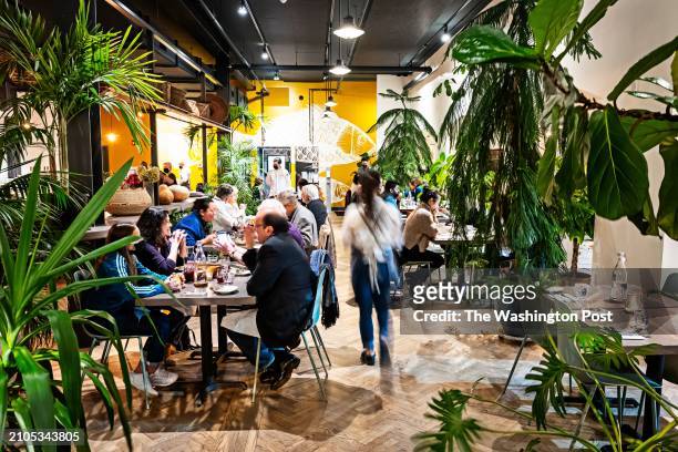The plant-filled dining room at Alma Cocina Latina Restaurant photographed January 19, 2022 in Baltimore, MD.