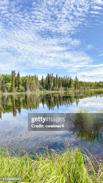 denali national park in late summer - denali highway stock pictures, royalty-free photos & images