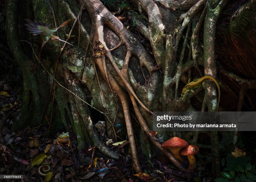 Enchanted Forest