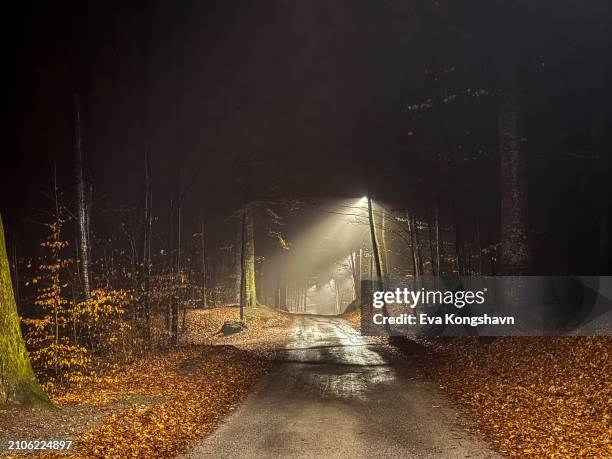a dark and rainy night in the woods is lit up by street lights - country road stock pictures, royalty-free photos & images