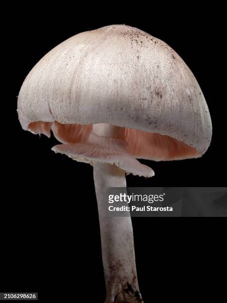 agaricus sylvicola (wood mushroom, woodland agaricus) - kraakbeenring stockfoto's en -beelden