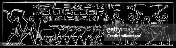 old engraved illustration of depiction from an egyptian tomb mastaba of ty or ti (saqqara) - people working in the field - saqqara stock pictures, royalty-free photos & images