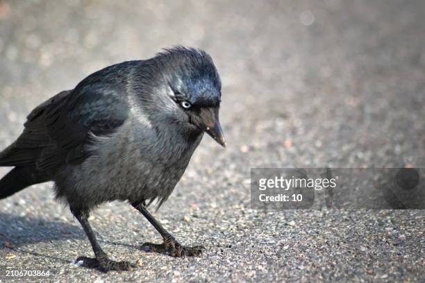 a jackdaw explores the ground, its dark plumage contrasting with the light surface - city birds eye stock pictures, royalty-free photos & images
