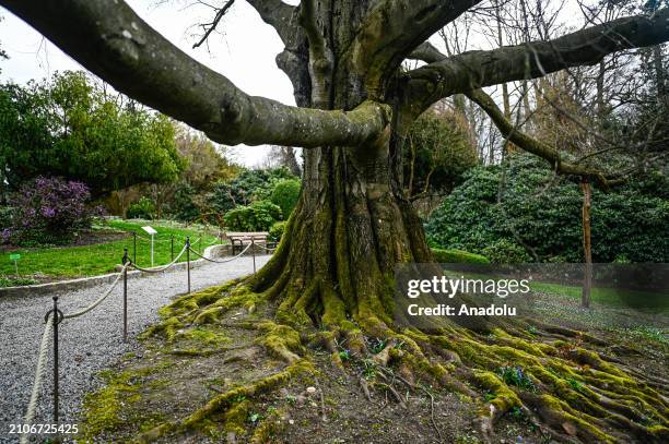 View of the 200-year-old beech tree, Heart of the Garden, awarded with European Tree of the Year 2024, at the Niemcza branch of the University of...