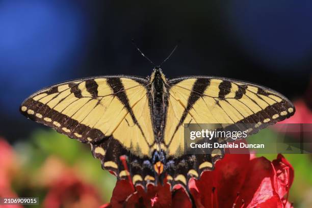 eastern tiger swallowtail butterfly - tiger swallowtail butterfly stock pictures, royalty-free photos & images