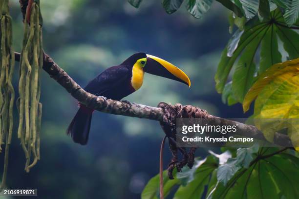 beautiful toucan:  chestnut-mandibled toucan (ramphastos swainsonii) perched on tree, costa rica - sarapiquí stock-fotos und bilder