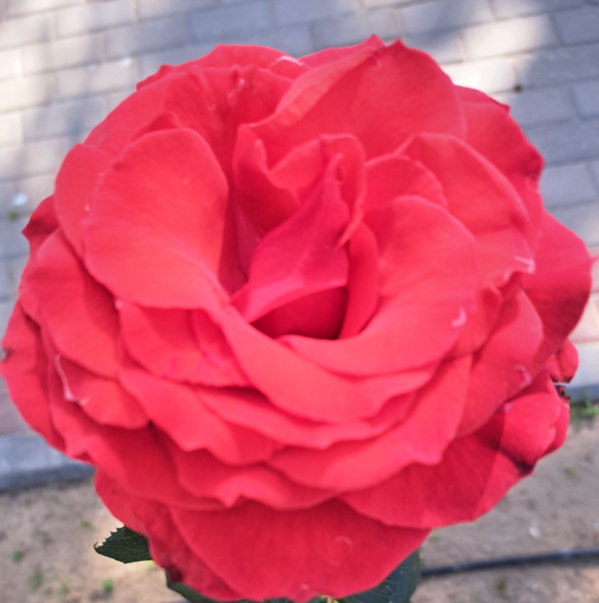 roseville garden