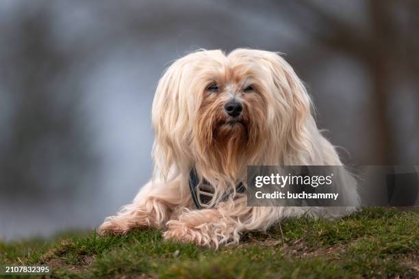 havanese - bichon stock-fotos und bilder