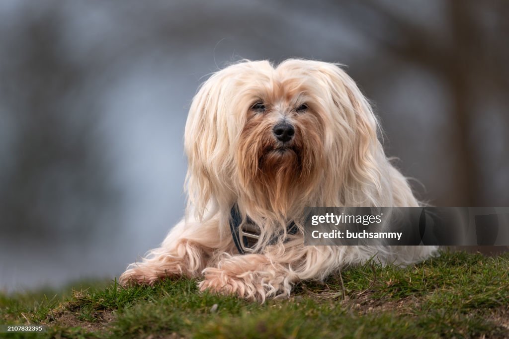 Havanese