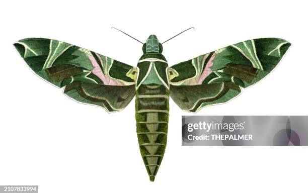 oleander hawk-moth hand colored etching engraving 1843 - moth stock illustrations
