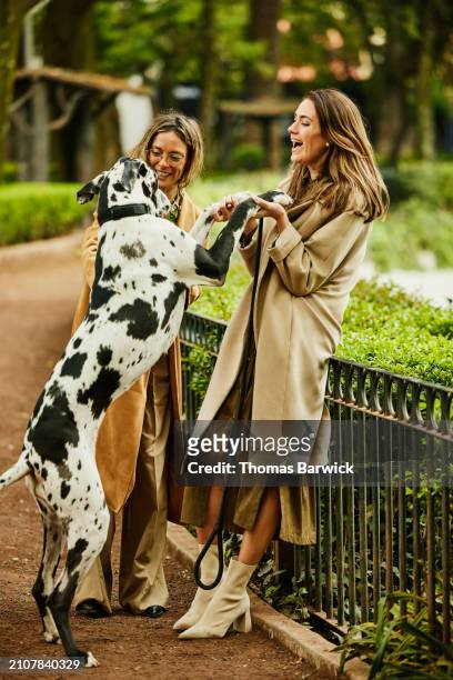 wide shot smiling couple holding great dane standing on hind legs - beige boot stock pictures, royalty-free photos & images