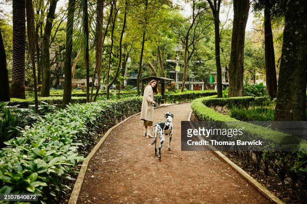 extreme wide shot rear view woman taking great dane for walk in park - beige boot stock pictures, royalty-free photos & images