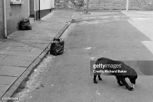 Black dog and rubbish bags, in Julian Street, Baneswell, Newport, Wales, 3rd June 1985.