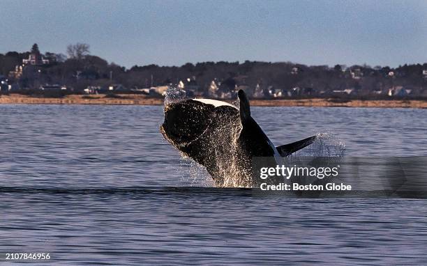 Cape Cod Bay, MA A North Atlantic right whale breaches in waters off of Provincetown/Truro. NOAA permit 25740-02