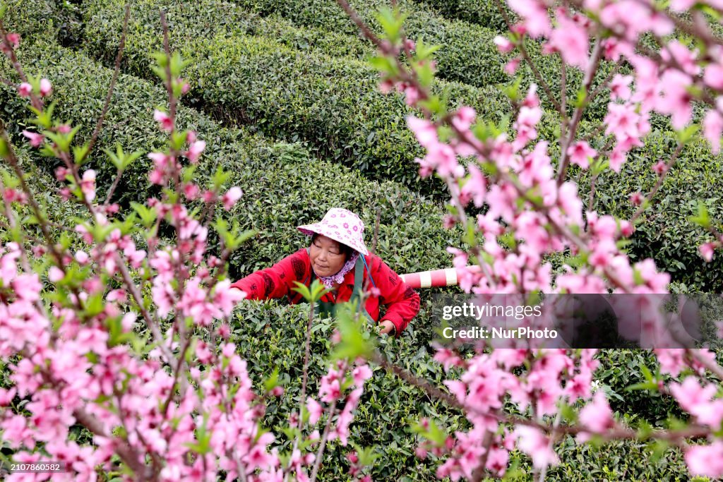 Tea Harvest in Fuding