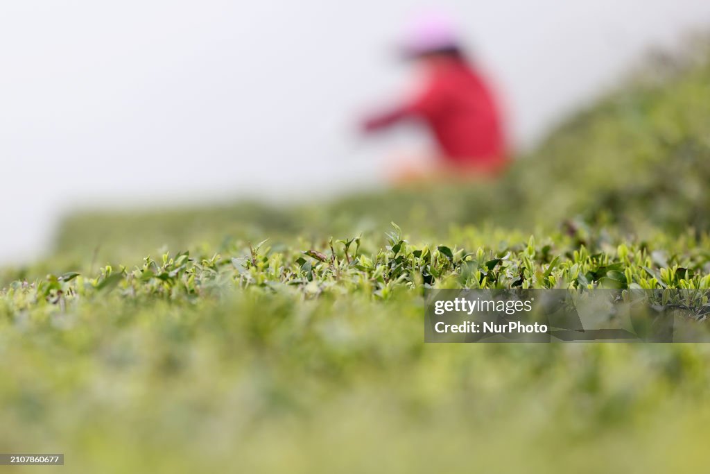 Tea Harvest in Fuding