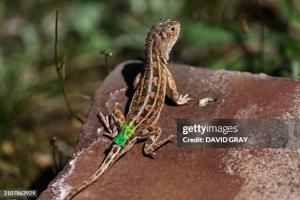 This picture taken on March 25, 2024 shows a grassland earless dragon lizard at the Tidbinbilla Nature Reserve located on the outskirts of the...