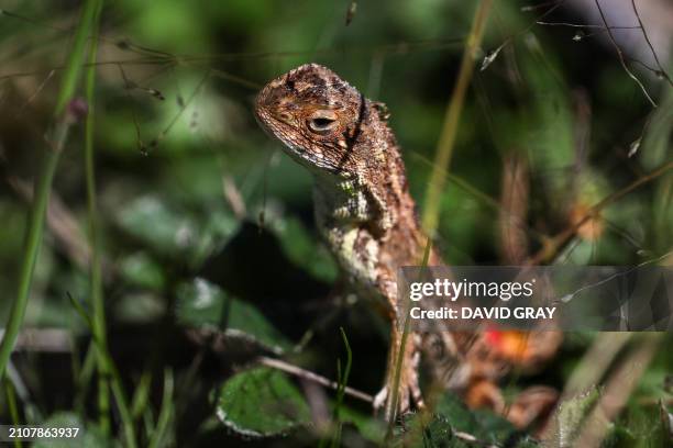 This picture taken on March 25, 2024 shows a grassland earless dragon lizard at the Tidbinbilla Nature Reserve located on the outskirts of the...