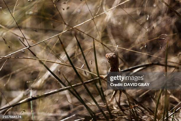 This picture taken on March 25, 2024 shows a grassland earless dragon lizard baby at the Tidbinbilla Nature Reserve located on the outskirts of the...