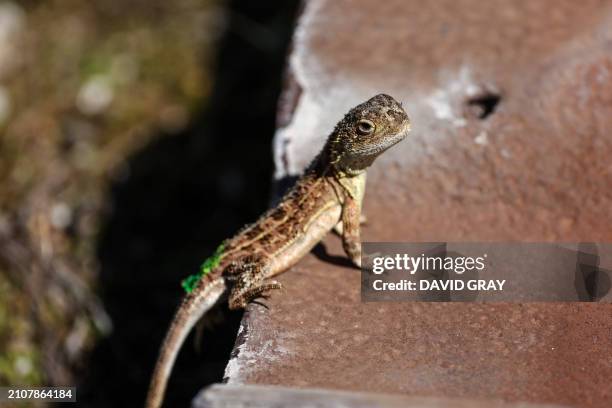 This picture taken on March 25, 2024 shows a grassland earless dragon lizard at the Tidbinbilla Nature Reserve located on the outskirts of the...