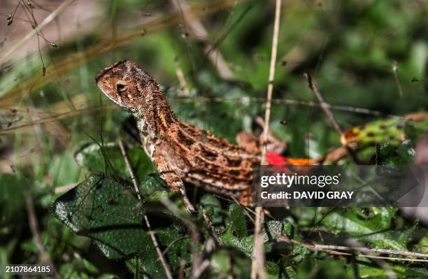 This picture taken on March 25, 2024 shows a grassland earless dragon lizard at the Tidbinbilla Nature Reserve located on the outskirts of the...