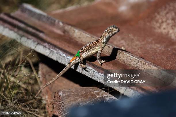 This picture taken on March 25, 2024 shows a grassland earless dragon lizard at the Tidbinbilla Nature Reserve located on the outskirts of the...