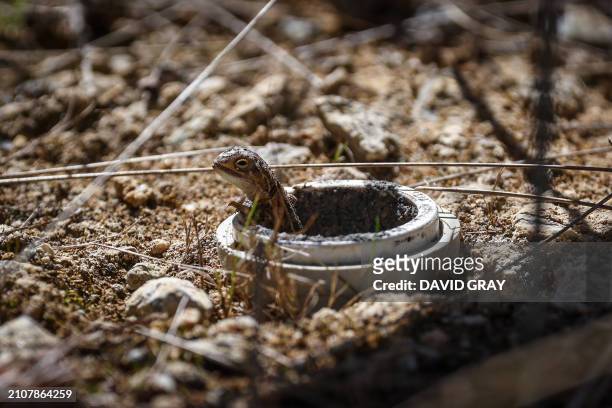 This picture taken on March 25, 2024 shows a grassland earless dragon lizard baby at the Tidbinbilla Nature Reserve located on the outskirts of the...