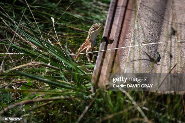 This picture taken on March 25, 2024 shows a grassland earless dragon lizard at the Tidbinbilla Nature Reserve located on the outskirts of the...