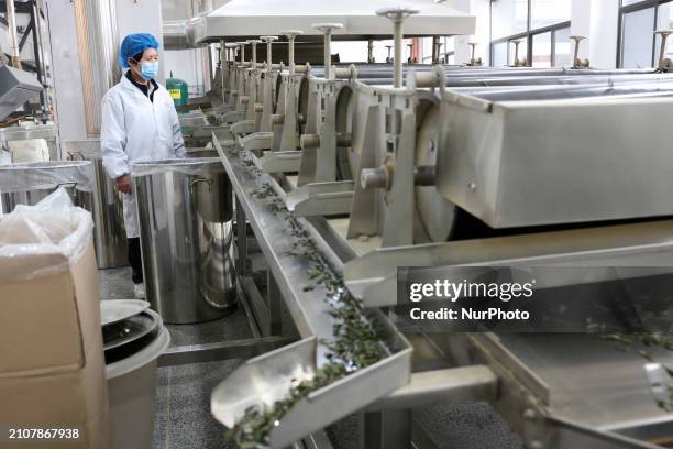 Instant Tea Processing 1,136 Tea Processing Plant Stock Photos, High-Res Pictures, and Images ...