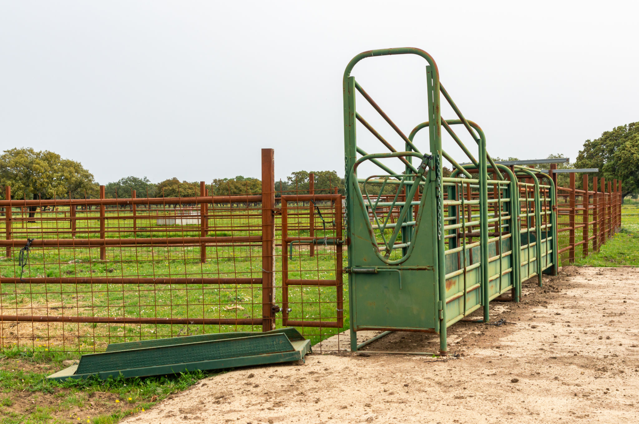 cattle handling