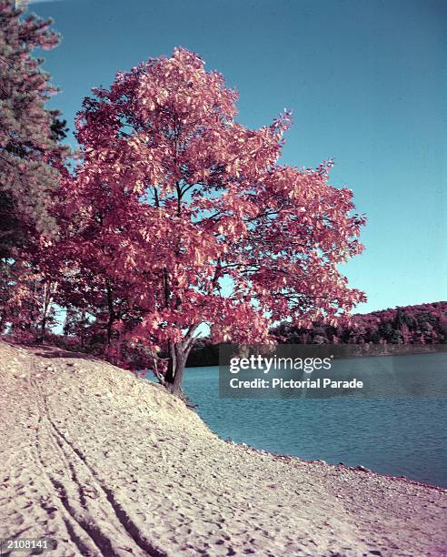 View of Walden Pond, Concord, Massachusetts, undated.