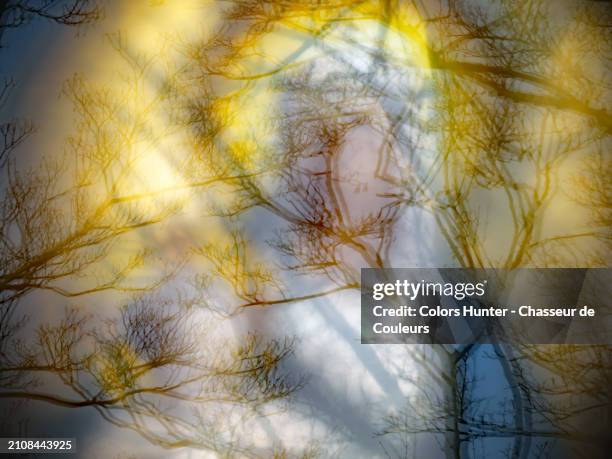 close-up of a window on which bare trees are reflected and behind which there is a stained glass window representing the virgin mary with the child jesus (blurred).photograph taken at the pere lachaise cemetery in paris, france.sunlight. natural colors - stained glass stock pictures, royalty-free photos & images