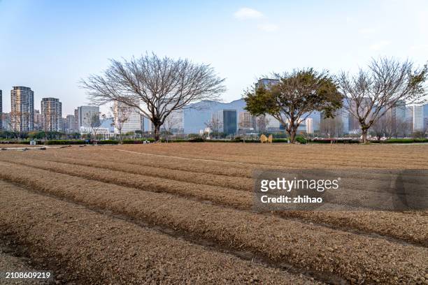 new arable land in the city - chinese famine stock pictures, royalty-free photos & images