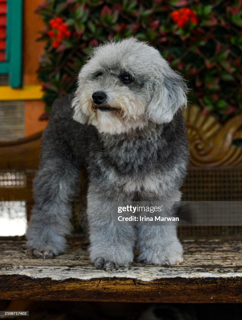 Maltese and Poodle Dog Breed