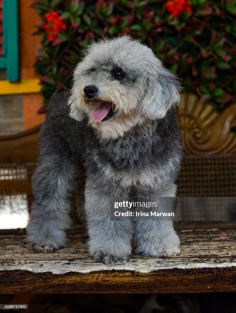 Maltese and Poodle Dog Breed
