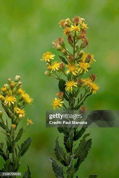 dittrichia viscosa (strong-smelling inula, false yellowhead, woody fleabane, sticky fleabane) - immortelle fleur stock pictures, royalty-free photos & images