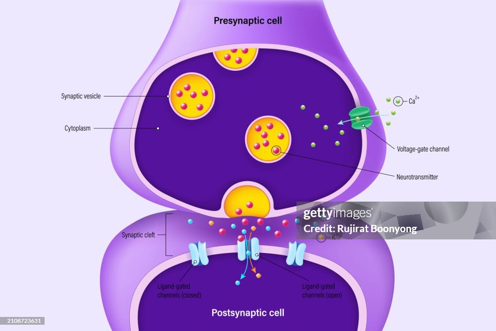 Chemical Synapse Vector Neuron Communication Synaptic Transmission ...