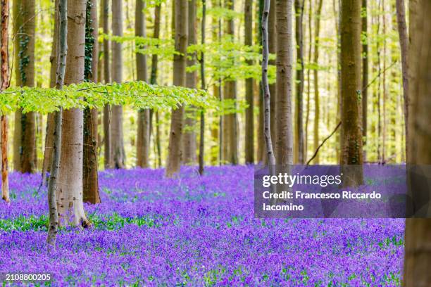 hallerbos, belgium. bluebells forest with magical mood - iacomino belgium stock pictures, royalty-free photos & images