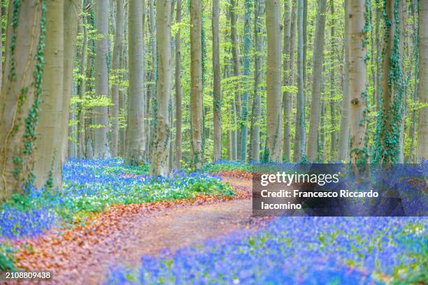 bluebells forest with magical mood - iacomino belgium stock pictures, royalty-free photos & images