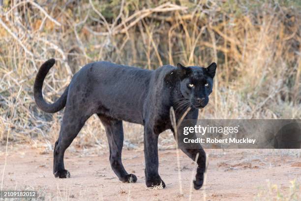 melanistic leopard - images of a black panther stock pictures, royalty-free photos & images