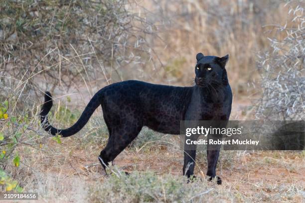 melanistic leopard - melanose photos et images de collection