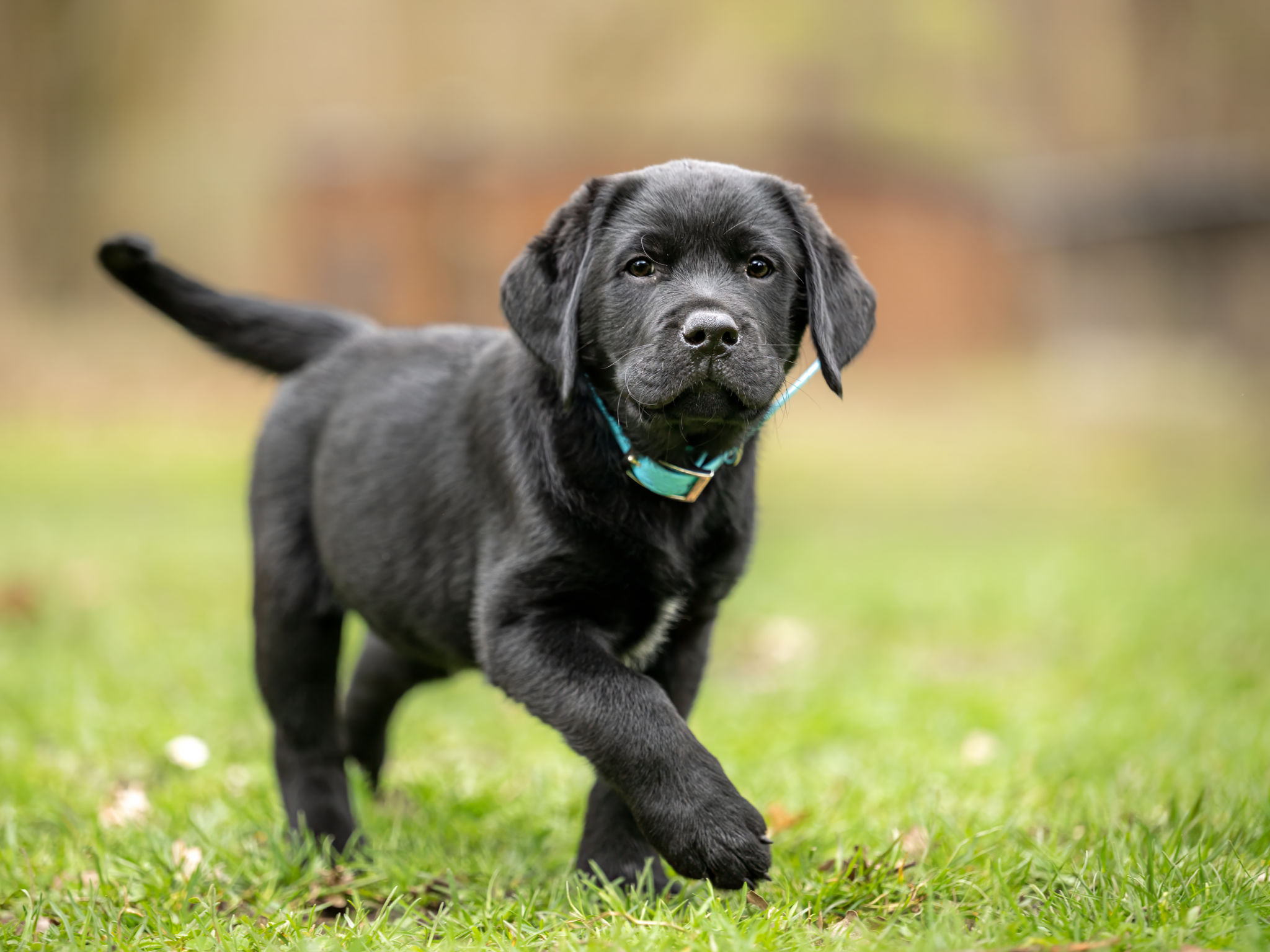 active black labrador retriever puppy dog, 8 weeks old, engaged outdoors in the meadow active black labrador retriever puppy dog, 8 weeks old, engaged outdoors in the meadow