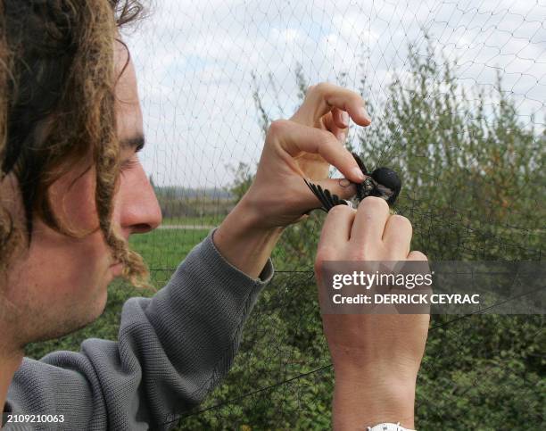 Staffer of Maziere's nature reserve holds a tit coming from Siberia, 21 October 2005 in Villeton, south western France, prior to write down its...