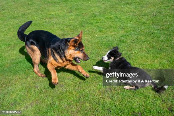 two young dogs playing on grass in the sunshine - german shepherd playing stock pictures, royalty-free photos & images