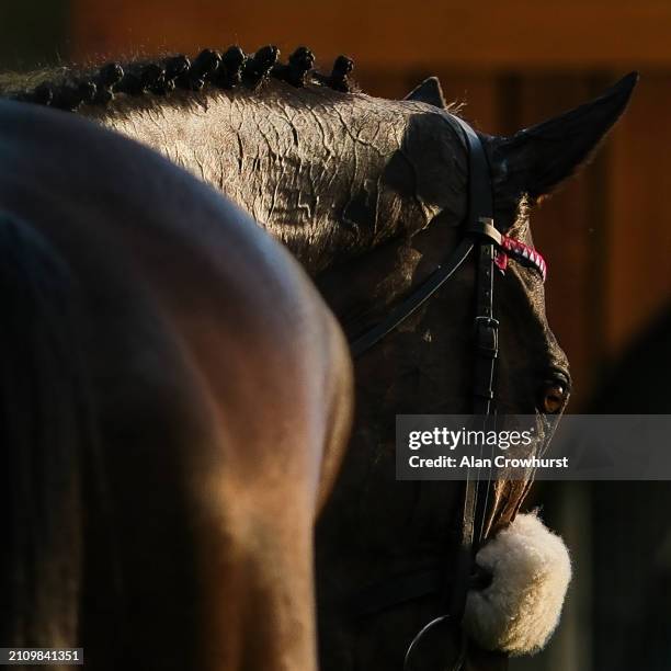 In the unsaddling area at Ascot Racecourse on March 24, 2024 in Ascot, England.