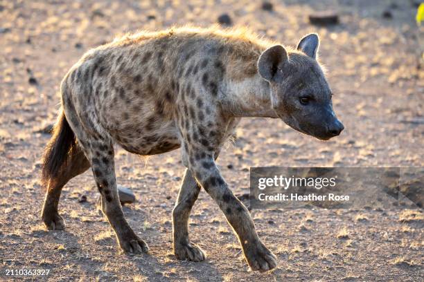 spotted hyena in botswana, africa - striped hyena stock pictures, royalty-free photos & images
