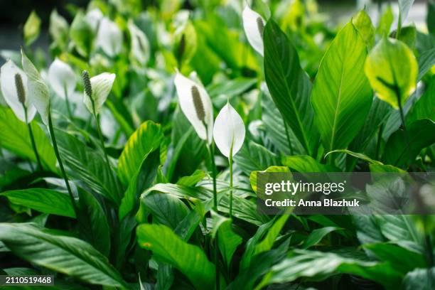 peace lily white flowers growing in garden - spathiphyllum stock pictures, royalty-free photos & images